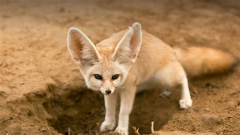 Fennec Fox Extinction 的图像结果