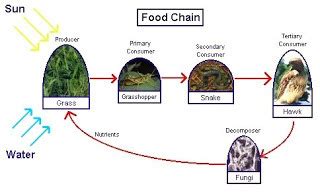 how do food chain get shortened? how can this shortening affect the ...
