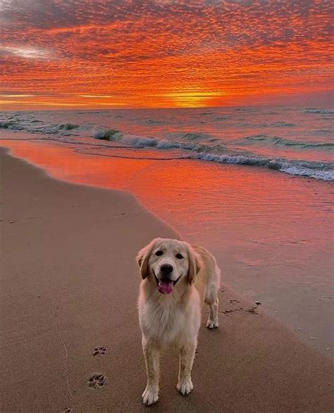 $DINO WHALE 🦖🐳 on Twitter: "sunset and this best boi https://t.co/r3fDlEvc7b" / Twitter