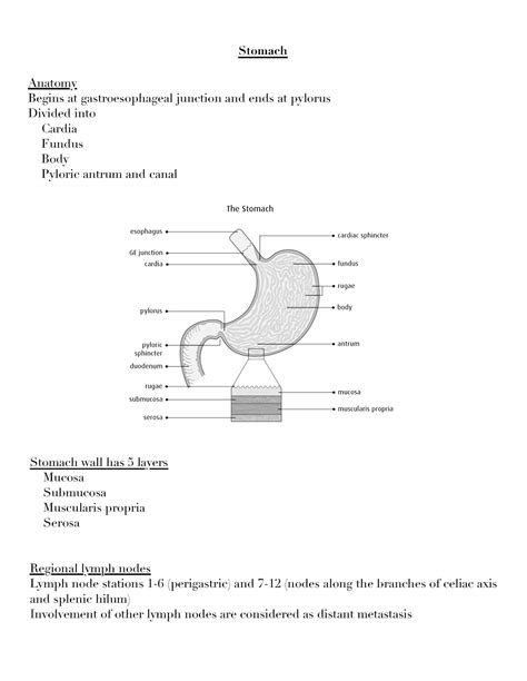 Stomach - Lucture note - Stomach Anatomy Begins at gastroesophageal ...