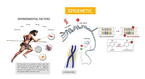 Paternal Exercise 的图像结果
