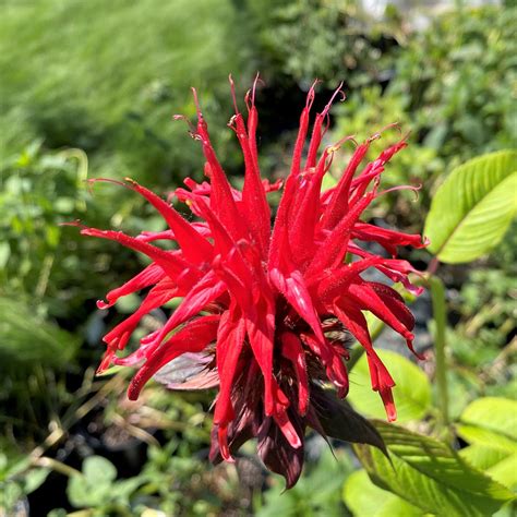 Monarda didyma ‘Jacob Cline’ (Bee Balm) - Cavano’s Perennials