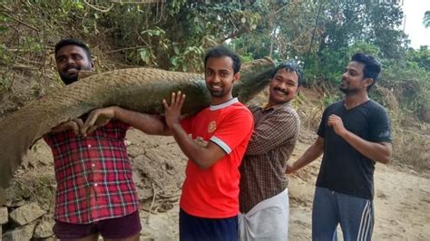 Predatory Fish Like Arapaima, Red Belly Piranha And Alligator Gar ...