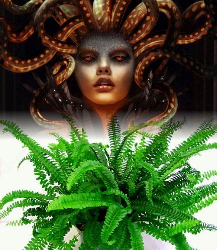 Hirt's Gardens Buy Easy to Grow Rare Medusa Fern - 4 Pot at Ubuy India