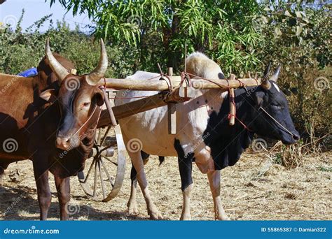Pair of Oxen in a Wooden Yoke for Pulling Cart Stock Image - Image of ...