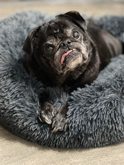 Buffalo Pug & Small Breed Rescue, Inc.