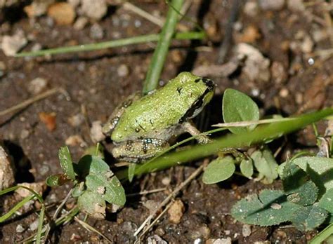 Image result for Tree Frog Colors