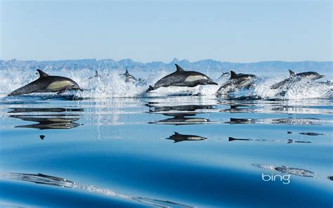 Bing Wallpaper Animals 的图像结果