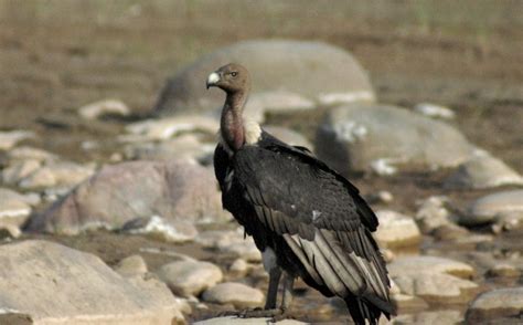birds of rajaji national park, bird watching in rajaji natioanl park
