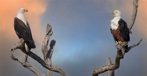 Image result for File Tree Structure