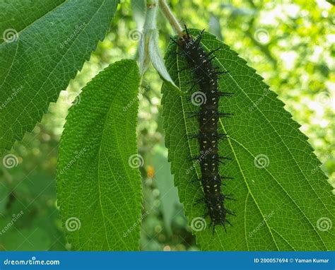 Close Up Shot of Black and Spiky Caterpillar, Photo of Black ...