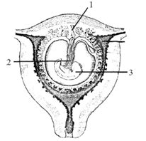(a) Identify the parts labelled 1, 2 and 3 in the diagram given. (b ...
