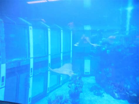 THE EPCOT SEAS AQUA TOUR (2026) All You Need to Know BEFORE Going (with ...
