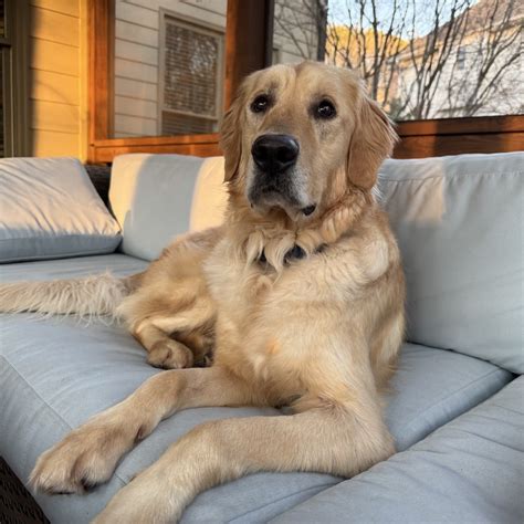 Loki - Adopt A Golden Atlanta