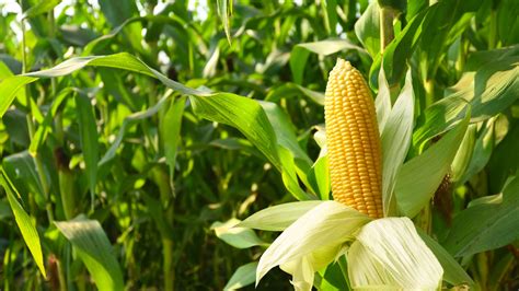 Everything You Need To Know About The Corn Growing Stages