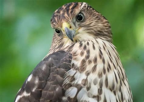 Image result for Hawk Traits