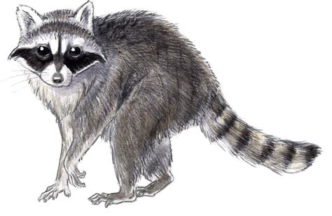 Raccoon Face Drawing at PaintingValley.com | Explore collection of Raccoon Face Drawing