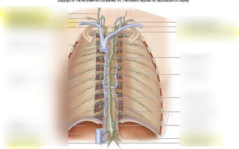 Image result for Lymph Trunk Function
