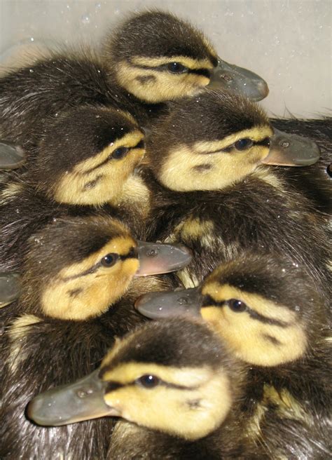 The Dangers of Imprinting - Cedar Run Wildlife Refuge