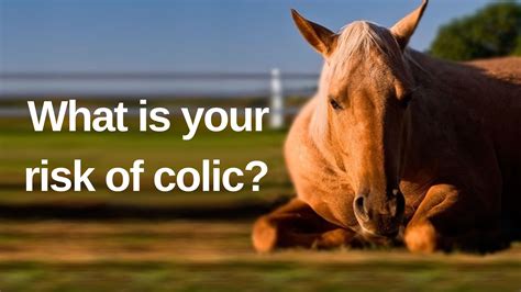 Can A Horse Colic And Still Poop at Kiara Cann blog