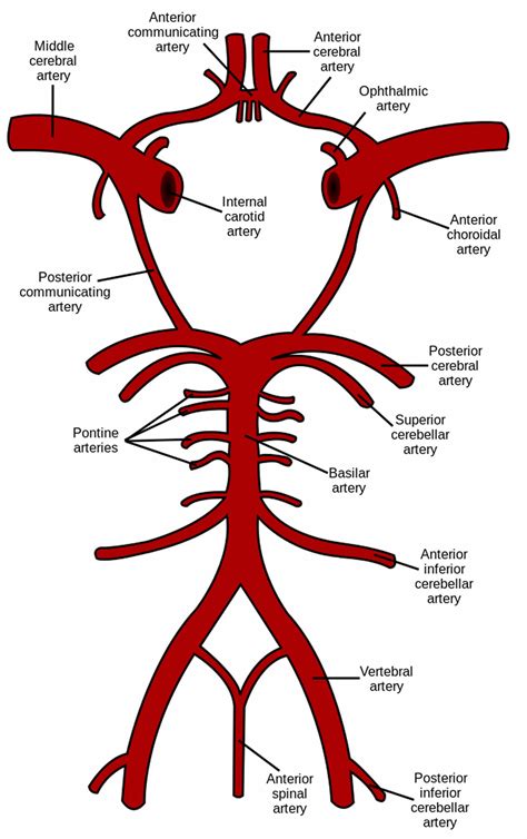 Cerebral circulation, cerebral circulation anatomy, venous circulation of the brain & CSF ...