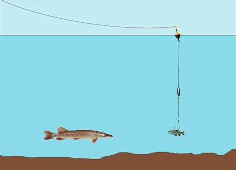 Ribolov štuke za početnike i srednje iskusne ribolovce