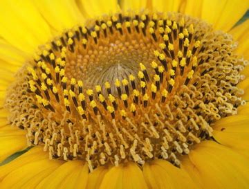 Image result for Sunflower Optimization Algorithm