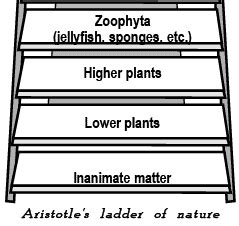 Evolution - Class 12, Biology PDF Download