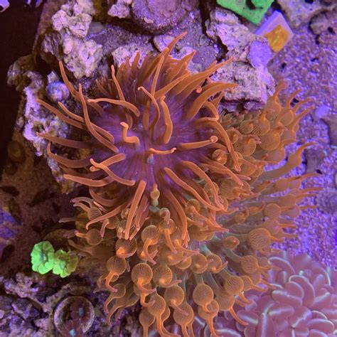 Florida - Black Widow Anemone for sale | Page 4 | Reef2Reef