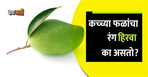 कच्च्या फळांचा रंग हिरवाच का असतो? अनेकांना माहीत नाही कारण!