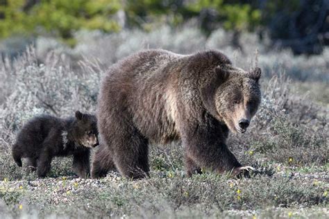 Eastern Wyoming Has Too Many Elk, And Hunters Can’t Kill Them Fast Enough | Your Wyoming News Source