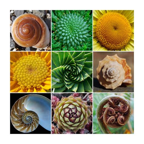 Image result for Distinct Patterns