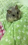 Image result for Cute Baby Dwarf Hamster