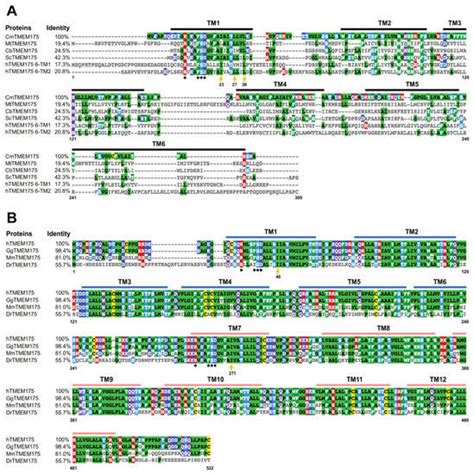 Transmembrane Protein 175, a Lysosomal Ion Channel Related to Parkinson ...
