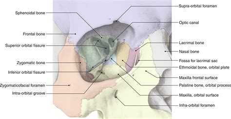 Supraorbital Fissure Anatomy : Foramina Of The Orbit (anterior