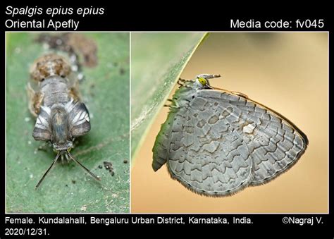 Spalgis epius | Butterfly