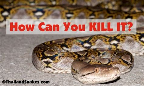 Image result for Python Snake Attack