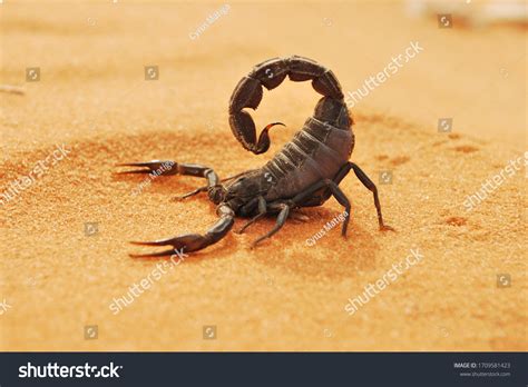Scorpions In The Desert