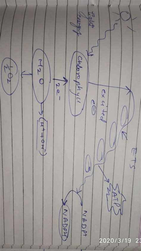 Draw a chart of non cyclic photophosphorylation.pls be quick - Brainly.in