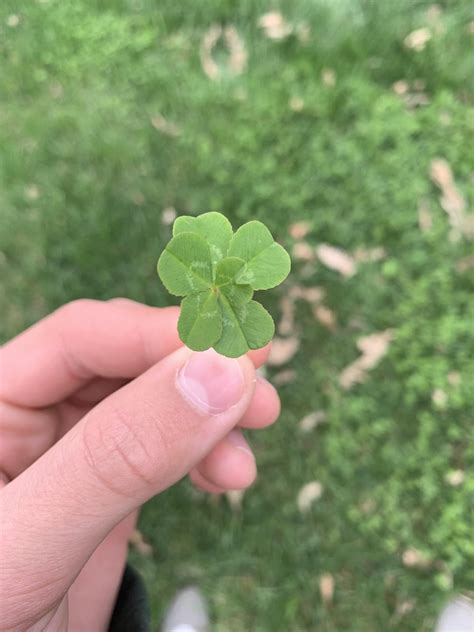 I found a six-leaf clover : r/Damnthatsinteresting