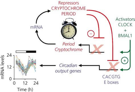 Image result for Cell Graphical Abstract Feedback Loop