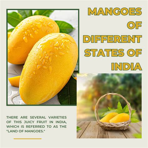 Image result for Mango Production Script Script