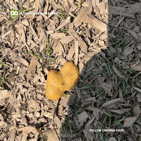 Image result for Different Types of Chicken Poop