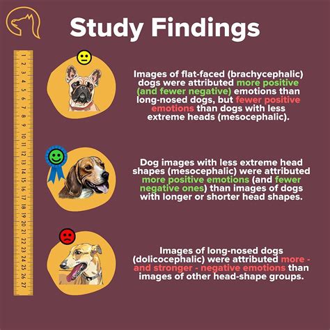 Image result for Pets Explained