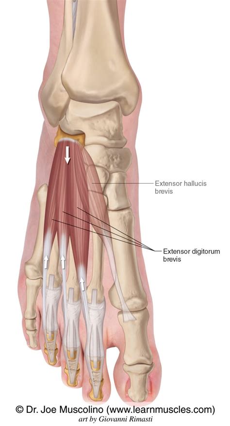Image result for Extensor Digitorum Longus