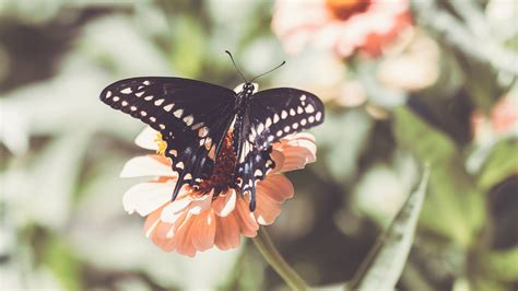 Download wallpaper 3840x2160 insect, butterfly, wings, flower, macro 4k ...