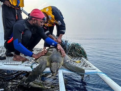 Operation Olivia: Indian Coast Guard protects over 6.98 lakh Olive ...