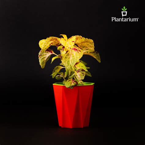 PVC Daimanti SW Pot – 4 Inch Height | Stylish Textured Plastic Pot for ...