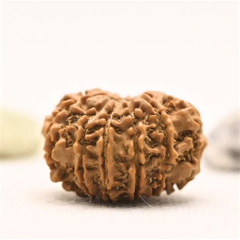 11 Mukhi Nepali Rudraksha - Large – Adiyogi Rudraksh & Adiyogi Gemstones