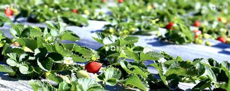 一亩草莓能产多少斤-百度经验